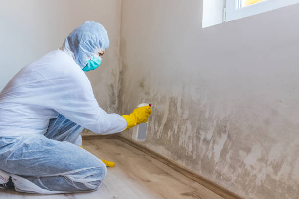 Licensed Mold Remediation service in Farmersville, TX - 24 Hour Mold Removal